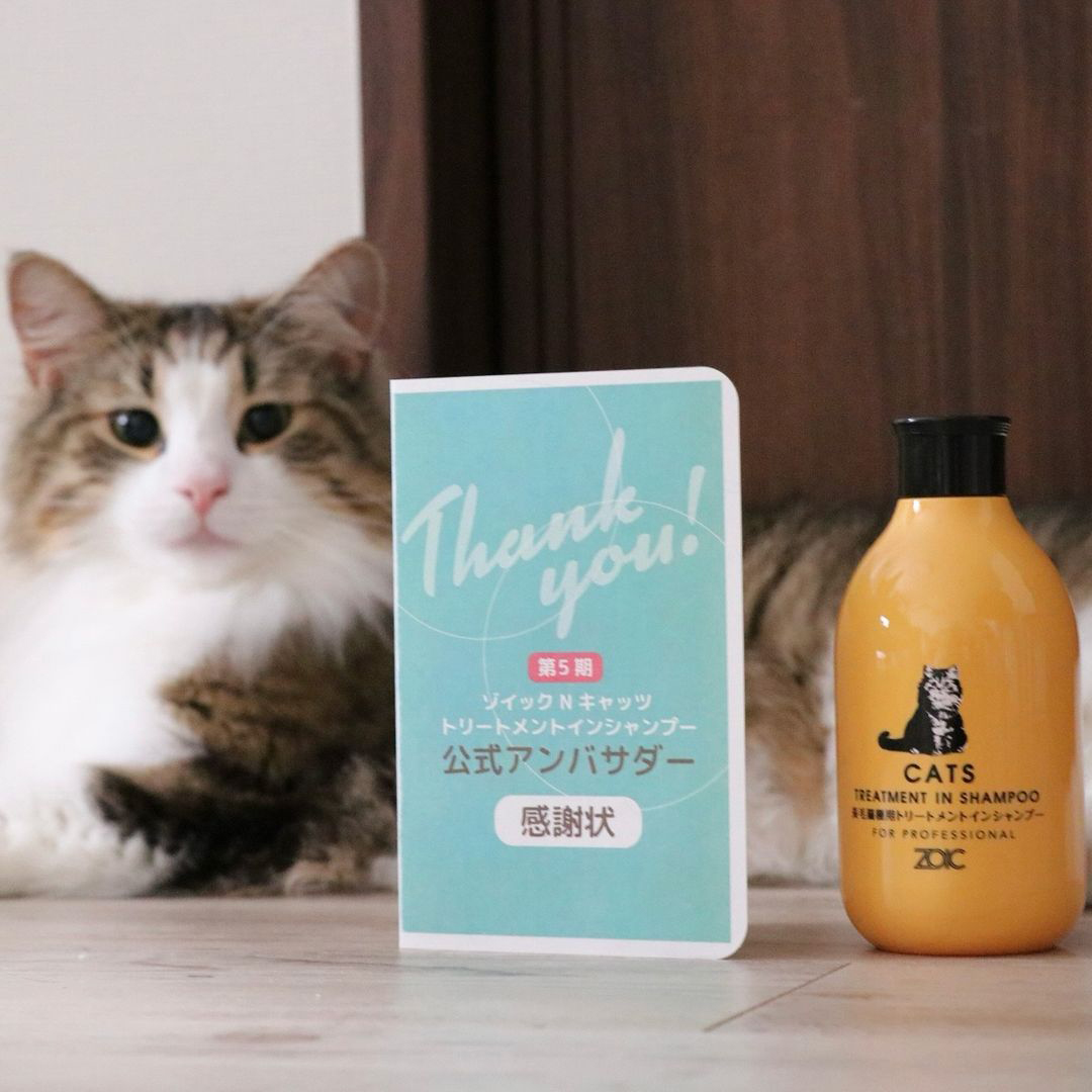 キャッツ アンバサダー ボイス