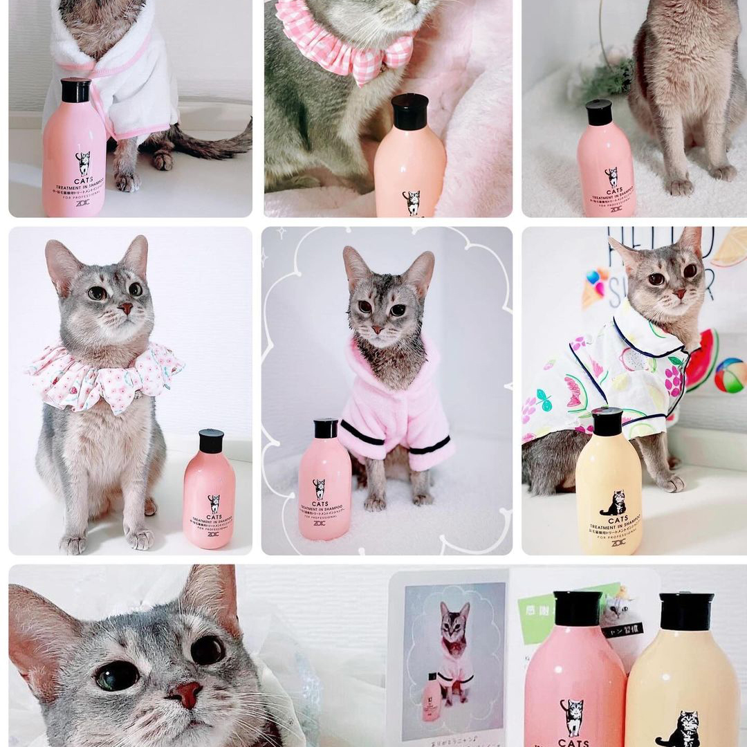 キャッツ アンバサダー ボイス