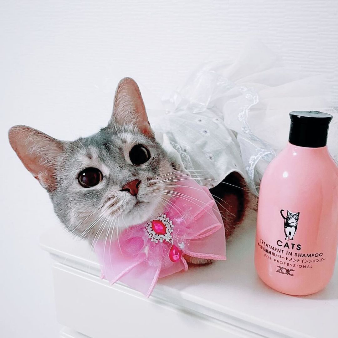 キャッツ アンバサダー ボイス