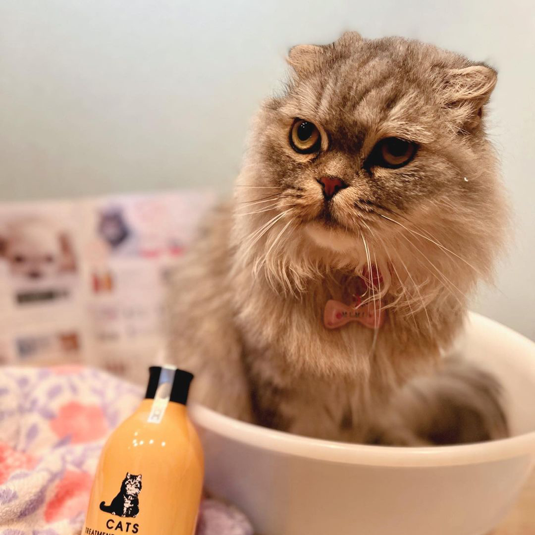 キャッツ アンバサダー ボイス