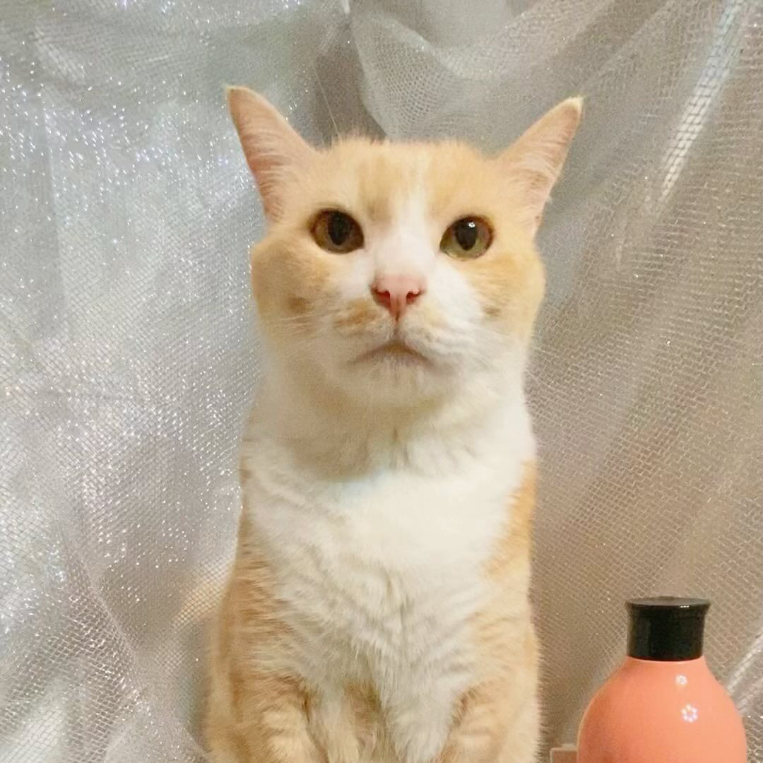 キャッツ アンバサダー ボイス