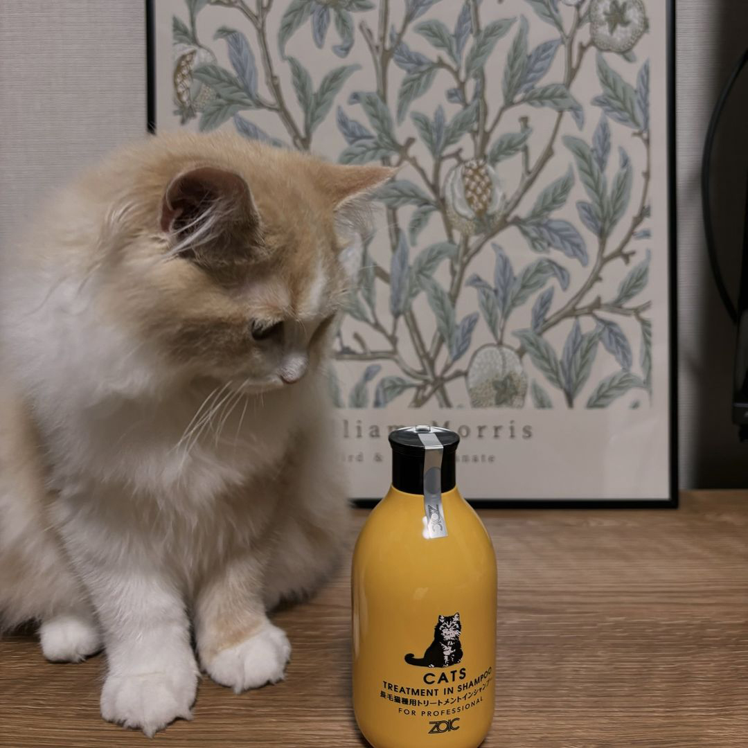 キャッツ アンバサダー ボイス