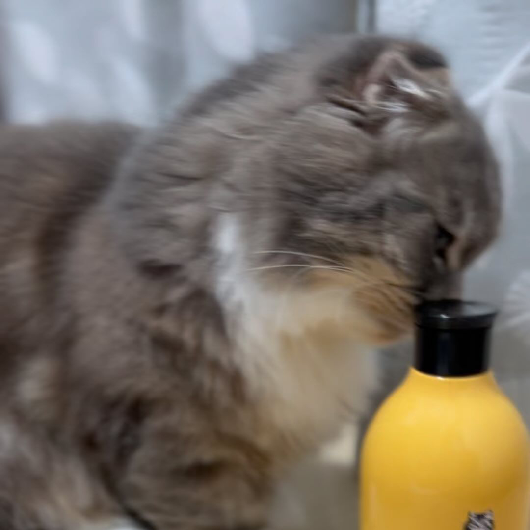キャッツ アンバサダー ボイス