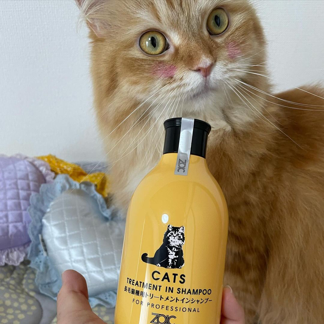 キャッツ アンバサダー ボイス