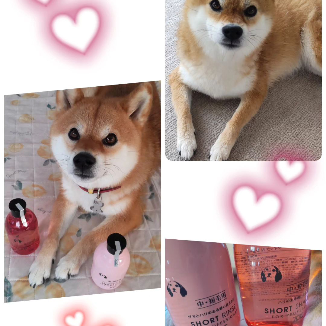 ゾイック N アンバサダー ボイス