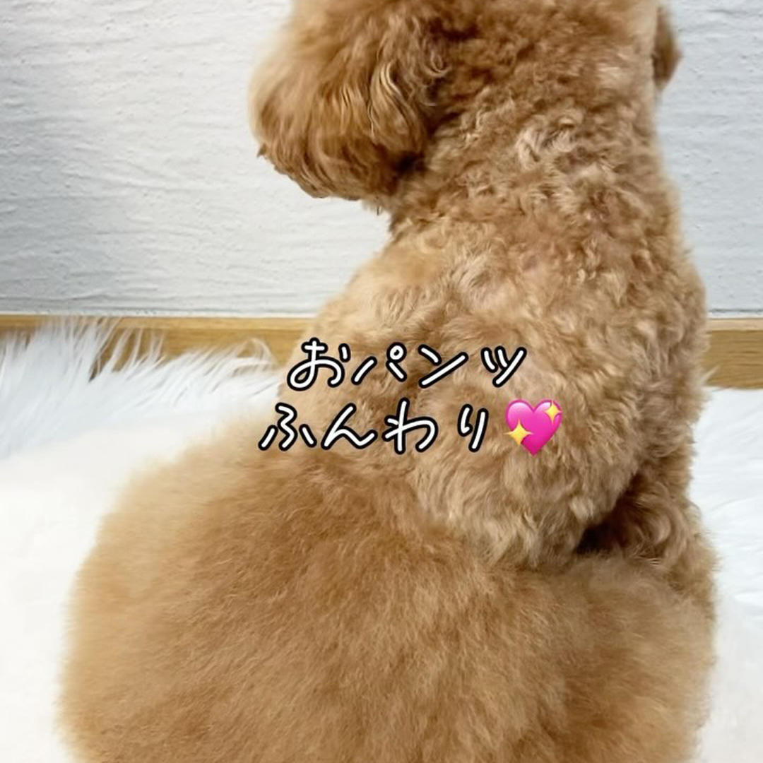 ゾイック スキモ アンバサダー ボイス