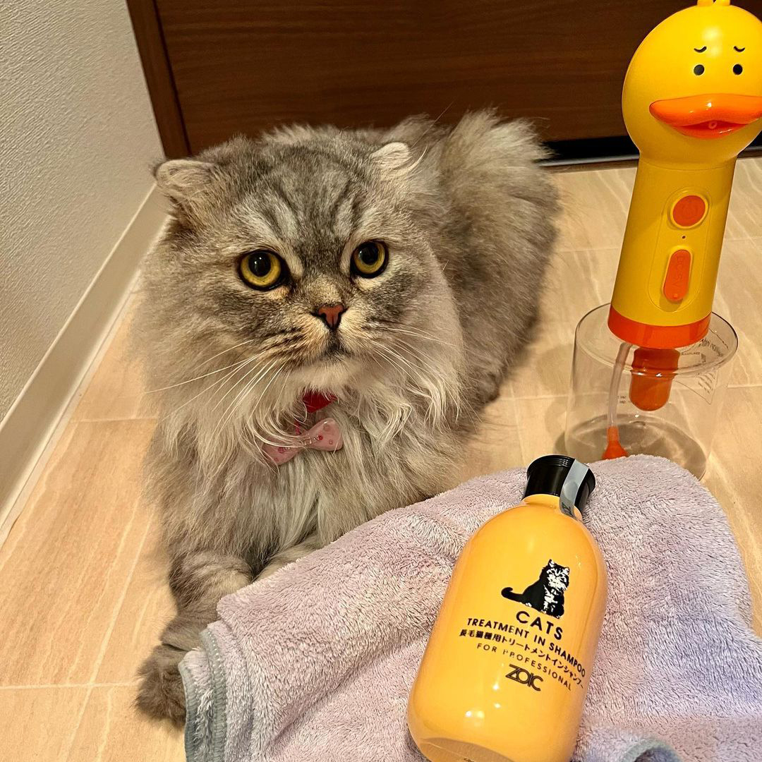 キャッツ アンバサダー ボイス