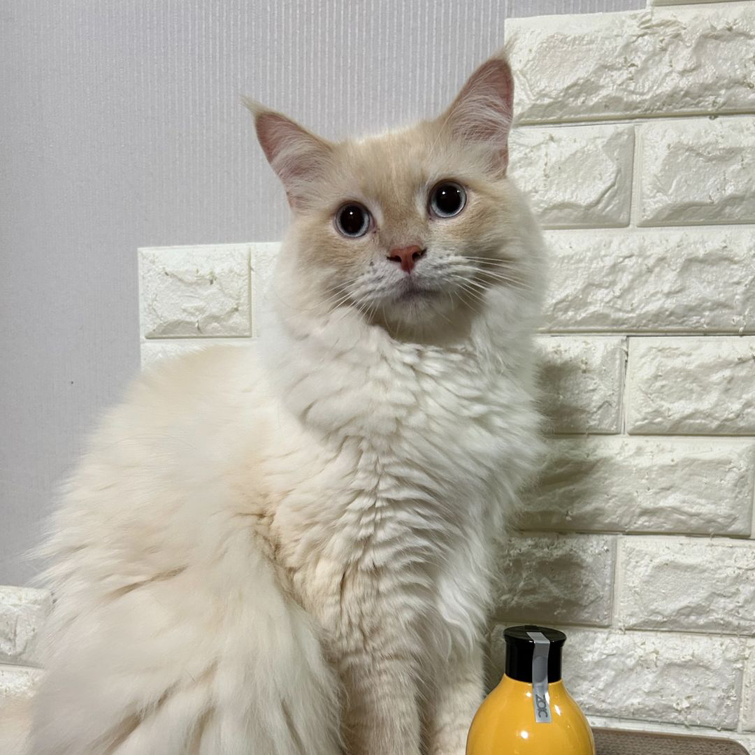 キャッツ アンバサダー ボイス