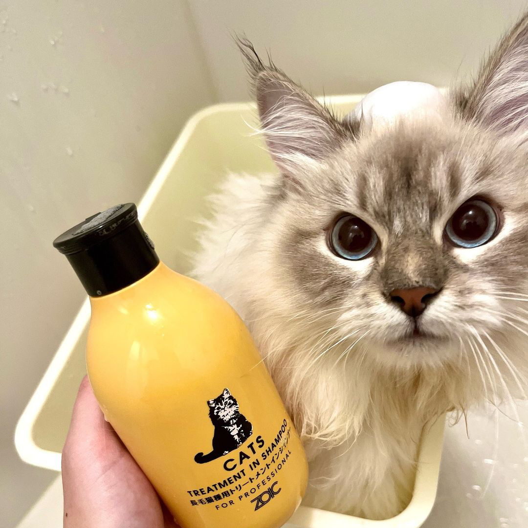 キャッツ アンバサダー ボイス