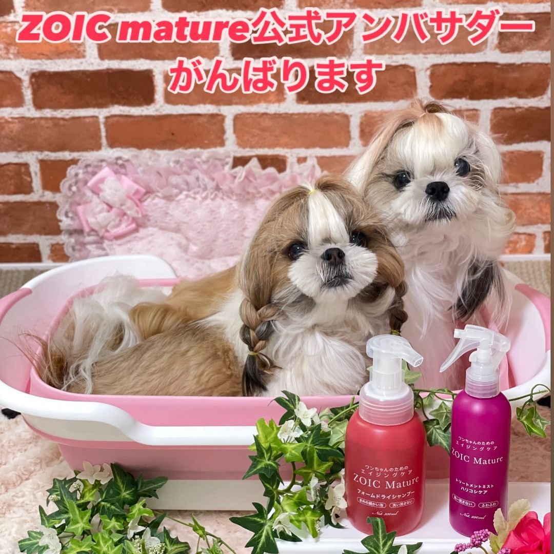 ゾイック マチュア アンバサダー ボイス