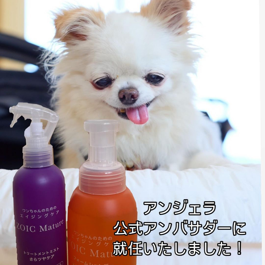 ゾイック マチュア アンバサダー ボイス