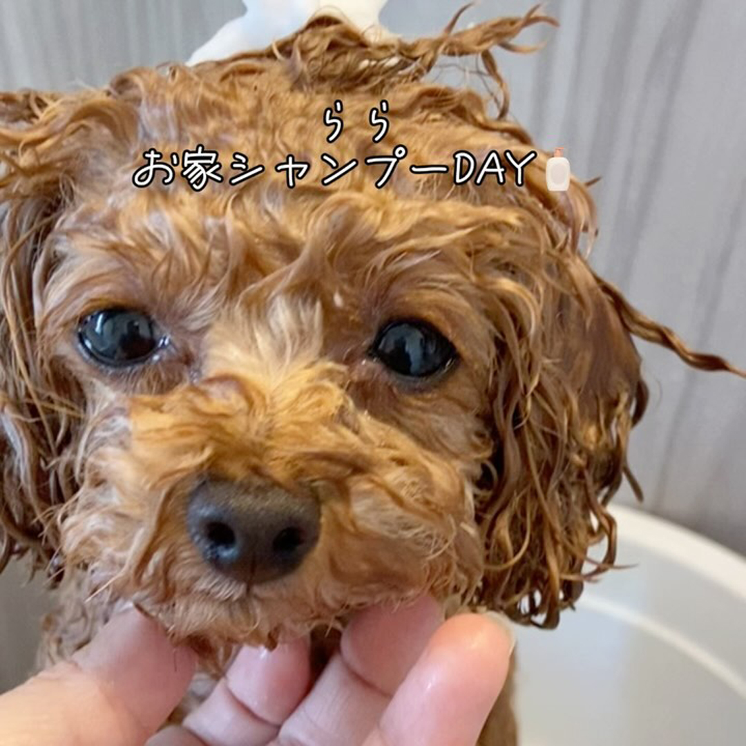 ゾイック スキモ アンバサダー ボイス