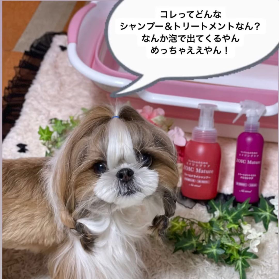ゾイック マチュア アンバサダー ボイス