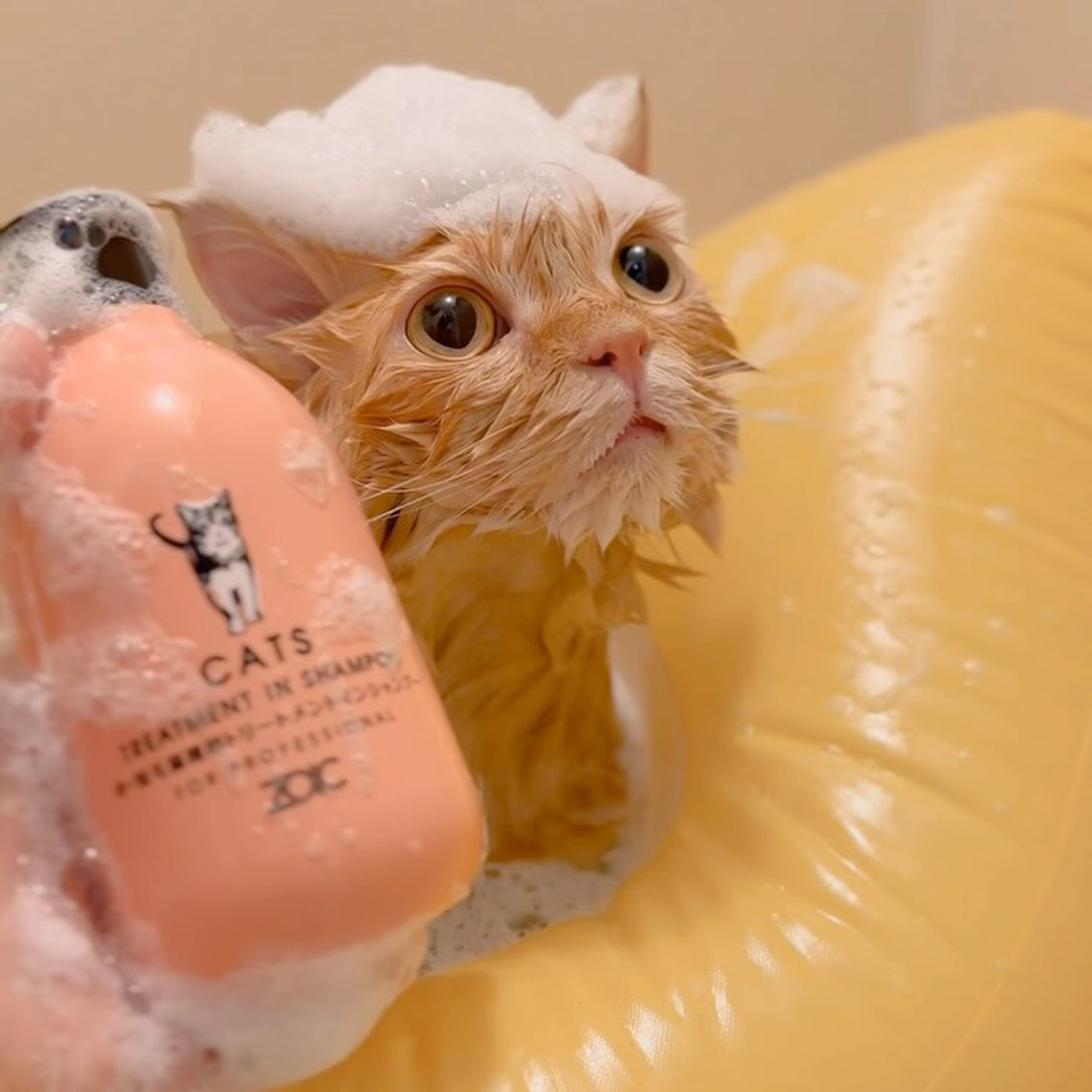 キャッツ アンバサダー ボイス