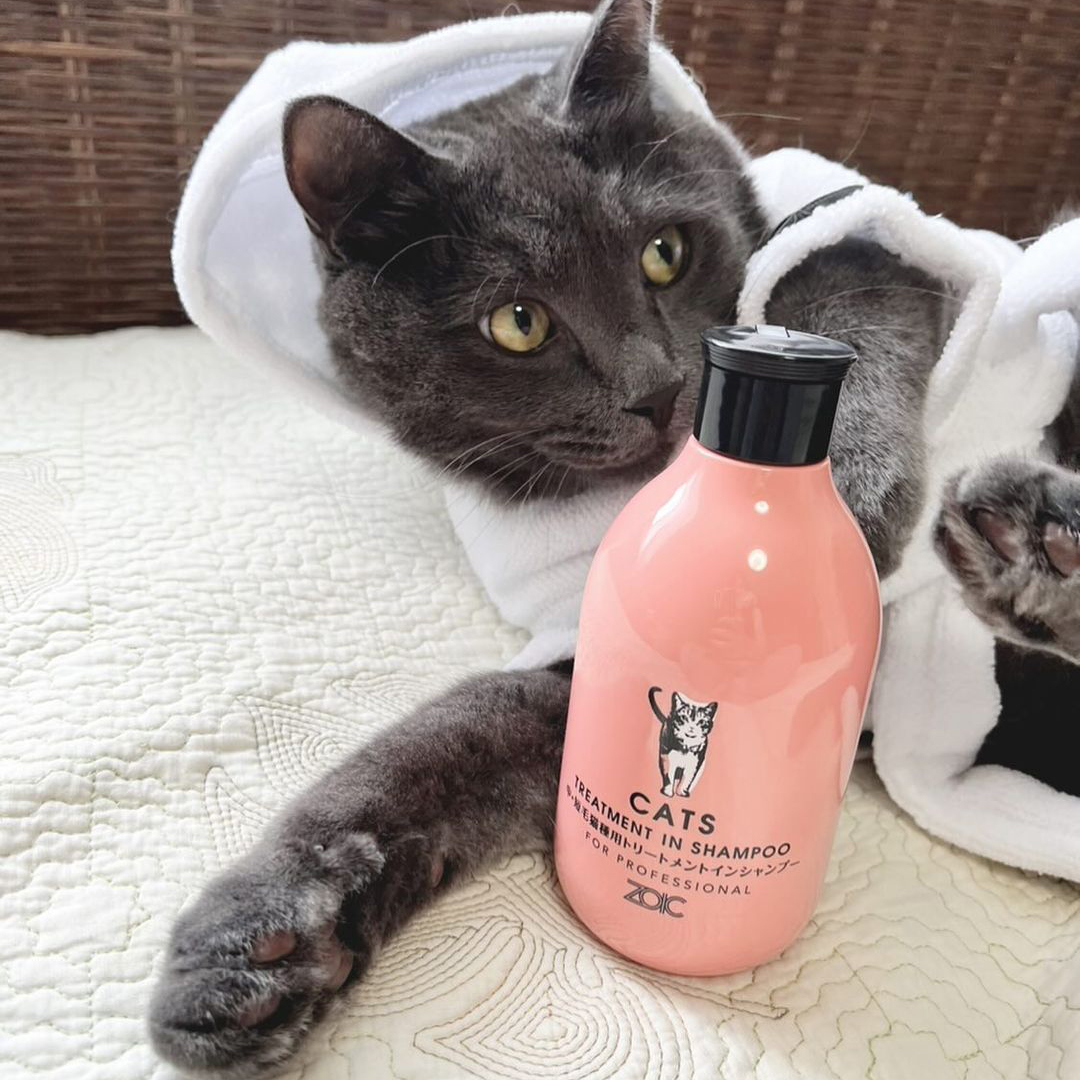 キャッツ アンバサダー ボイス