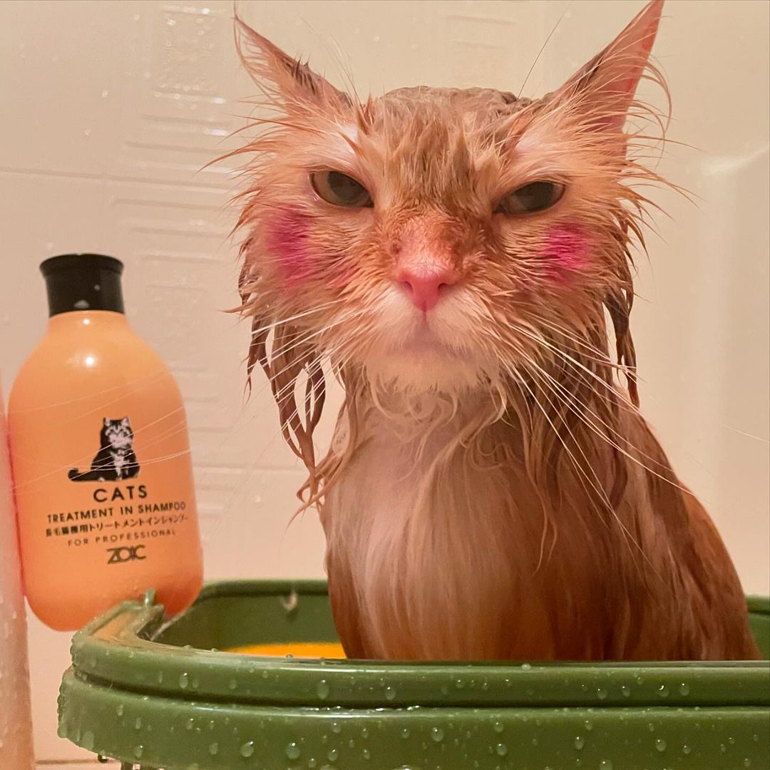 キャッツ アンバサダー ボイス