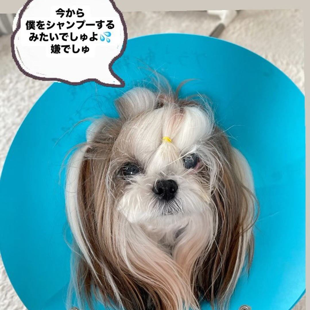 ゾイック マチュア アンバサダー ボイス