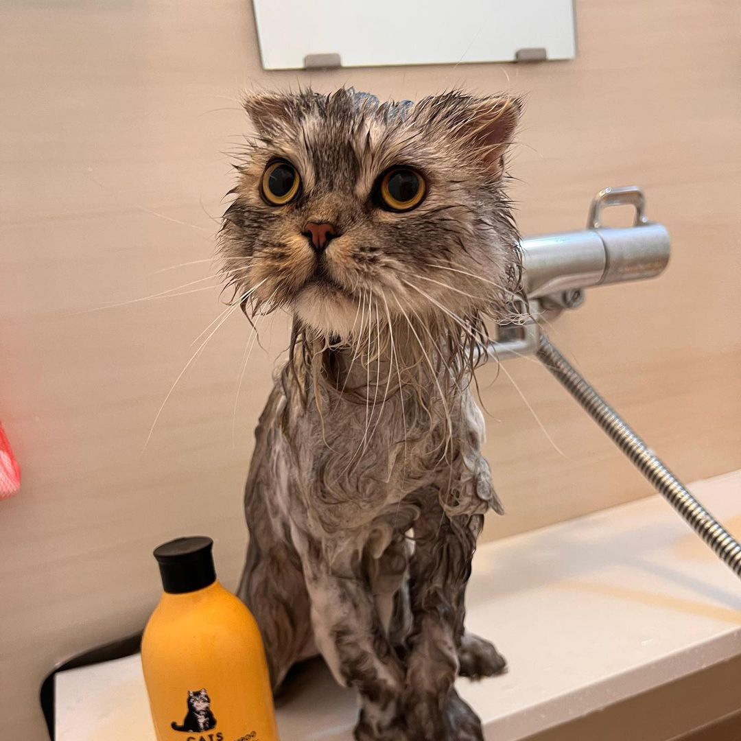 キャッツ アンバサダー ボイス