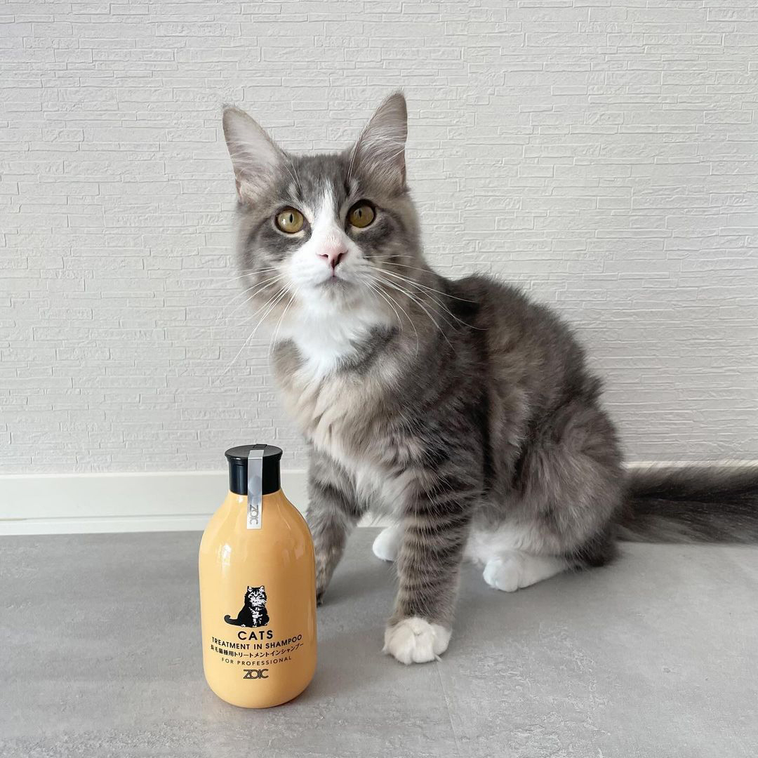 キャッツ アンバサダー ボイス