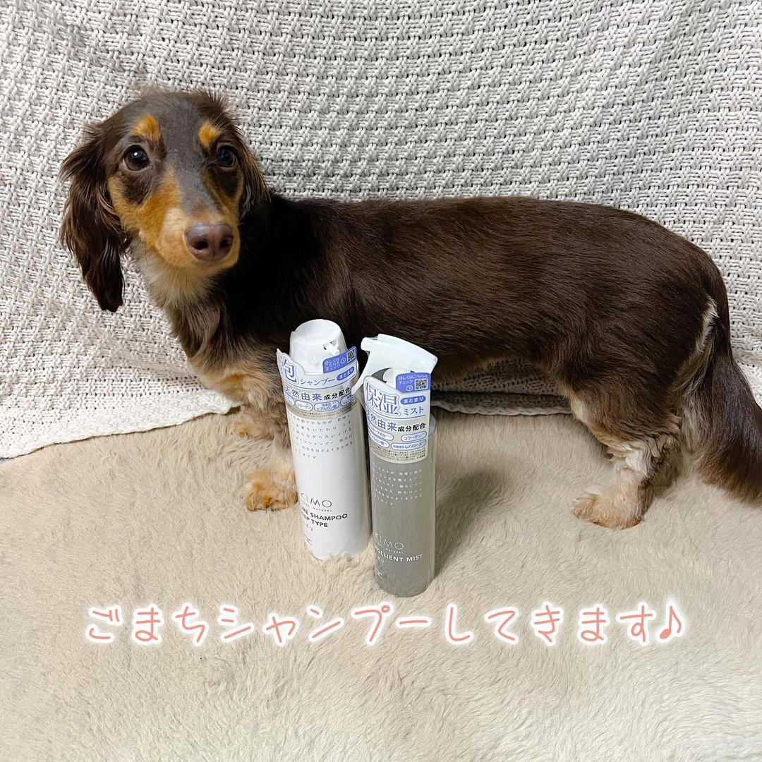 ゾイック スキモ アンバサダー ボイス