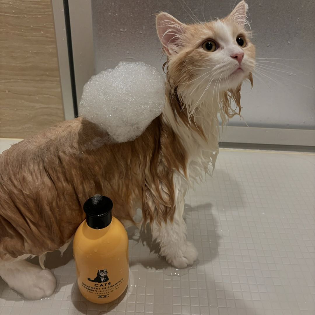 キャッツ アンバサダー ボイス