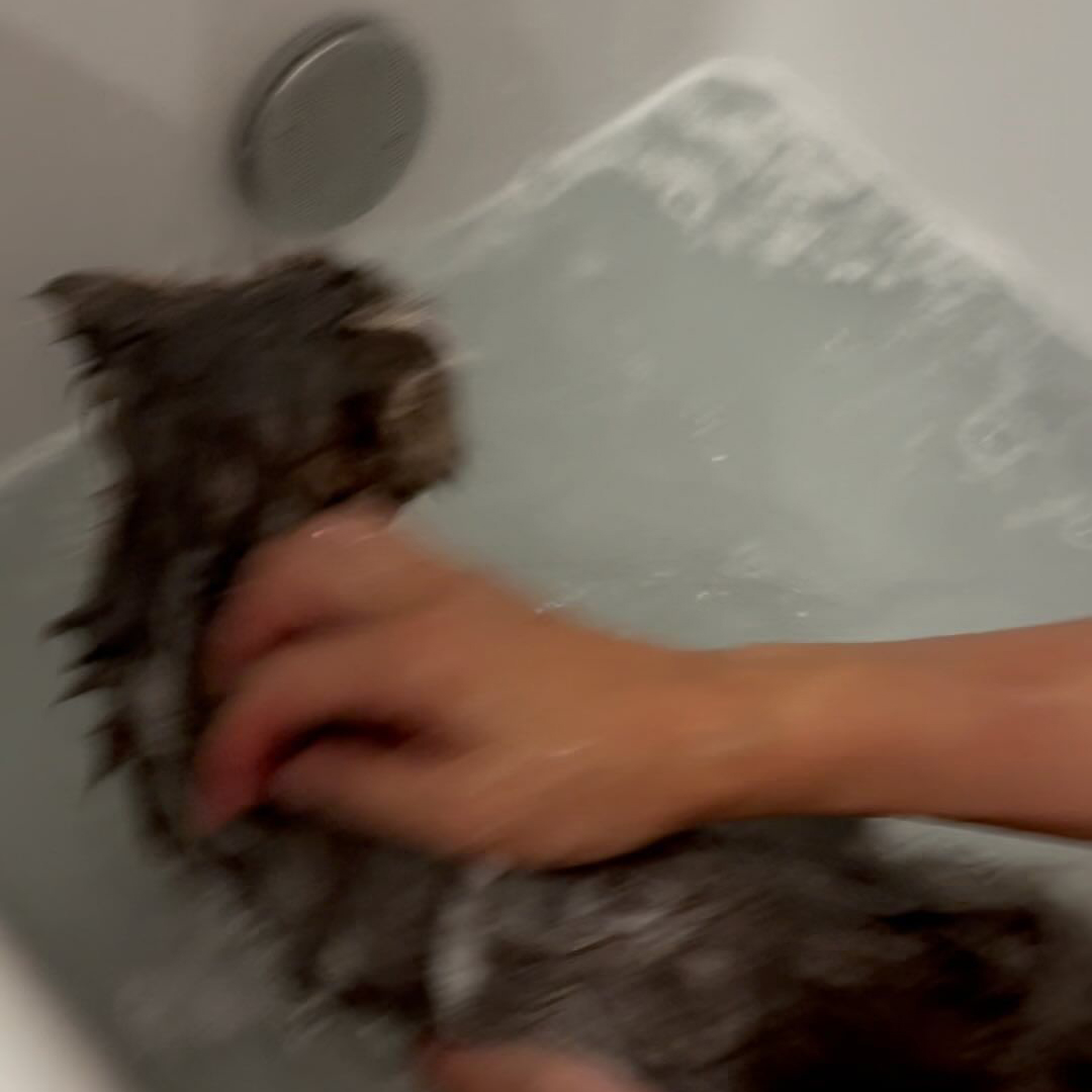 キャッツ アンバサダー ボイス
