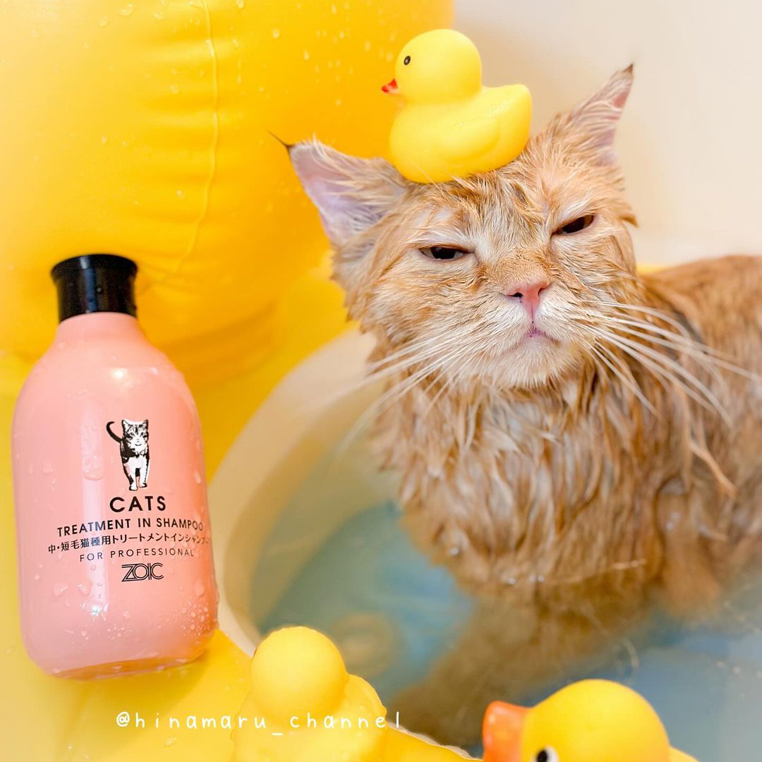 キャッツ アンバサダー ボイス