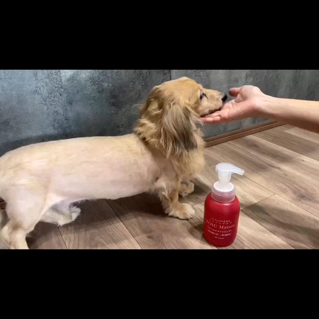 ゾイック マチュア アンバサダー ボイス
