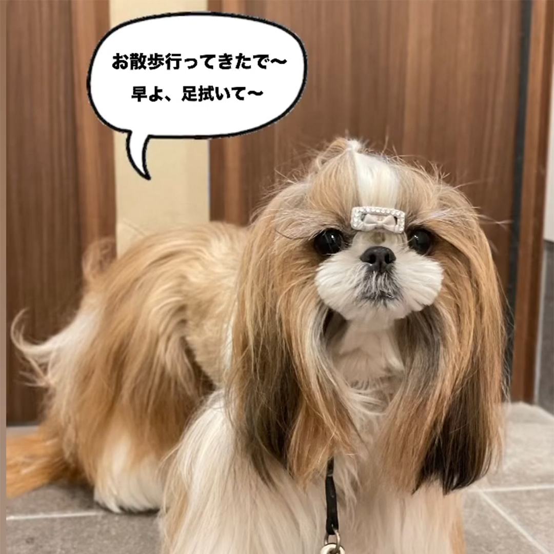 ゾイック マチュア アンバサダー ボイス