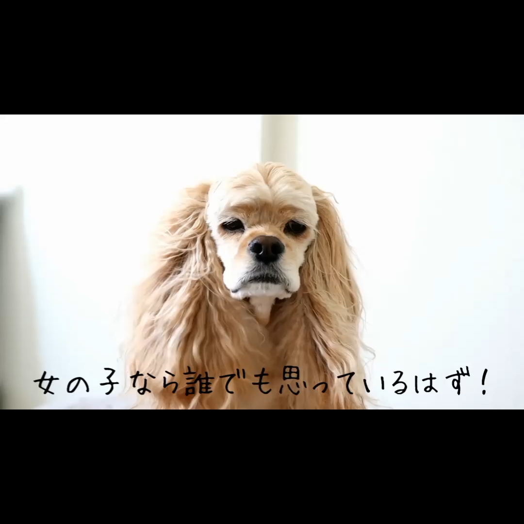ゾイック マチュア アンバサダー ボイス