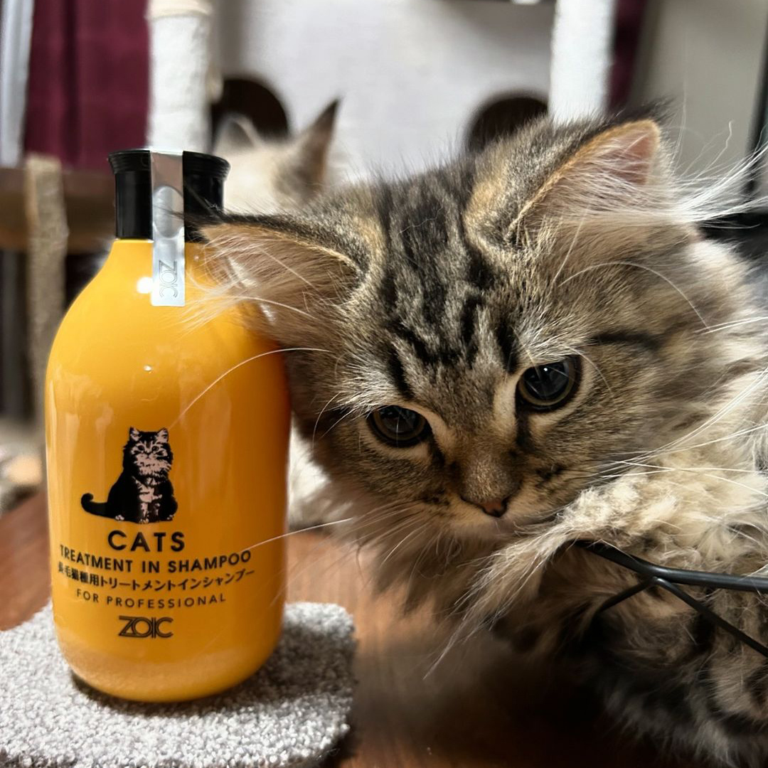 キャッツ アンバサダー ボイス