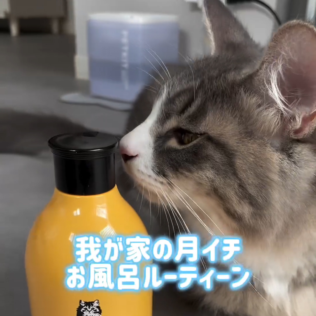 キャッツ アンバサダー ボイス