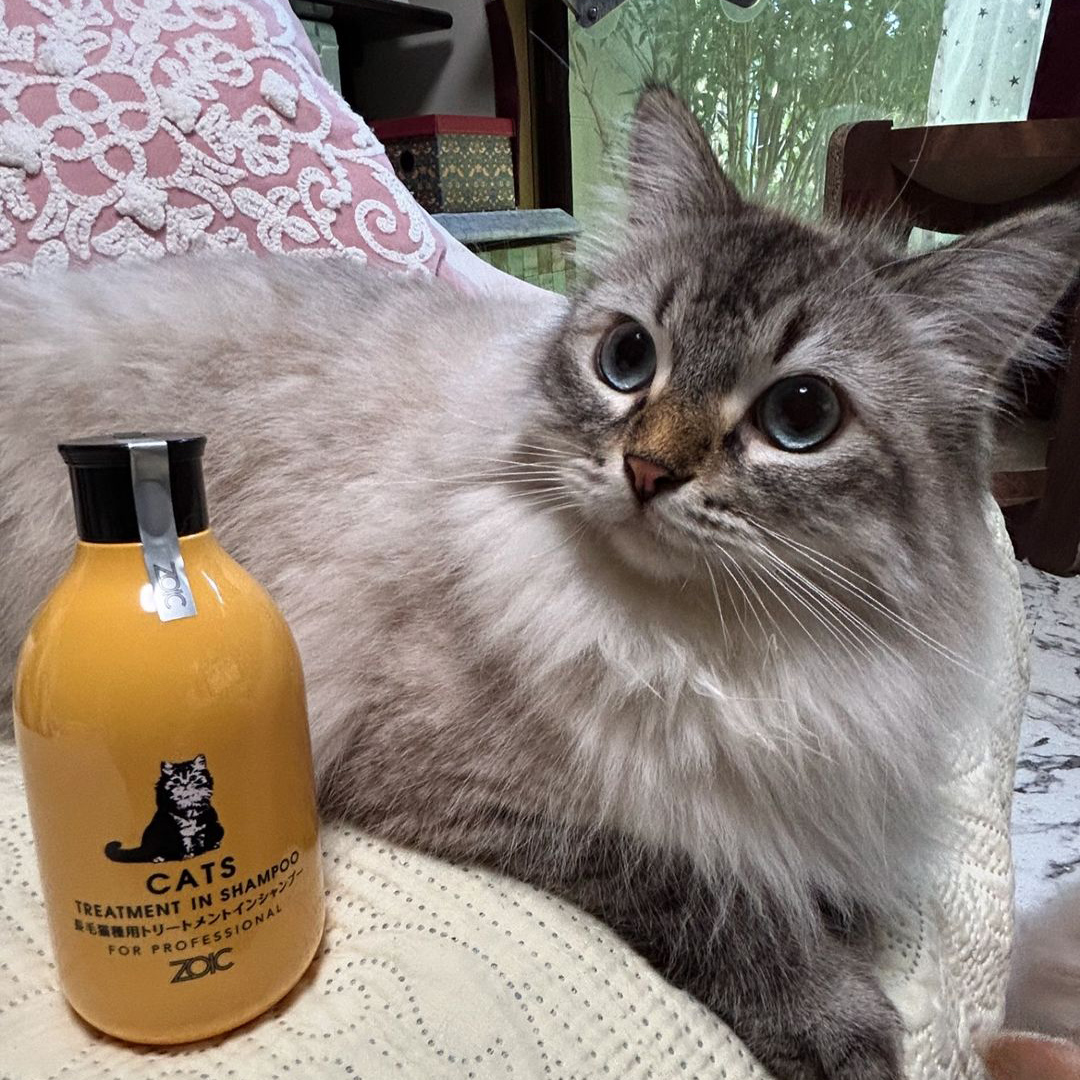 キャッツ アンバサダー ボイス