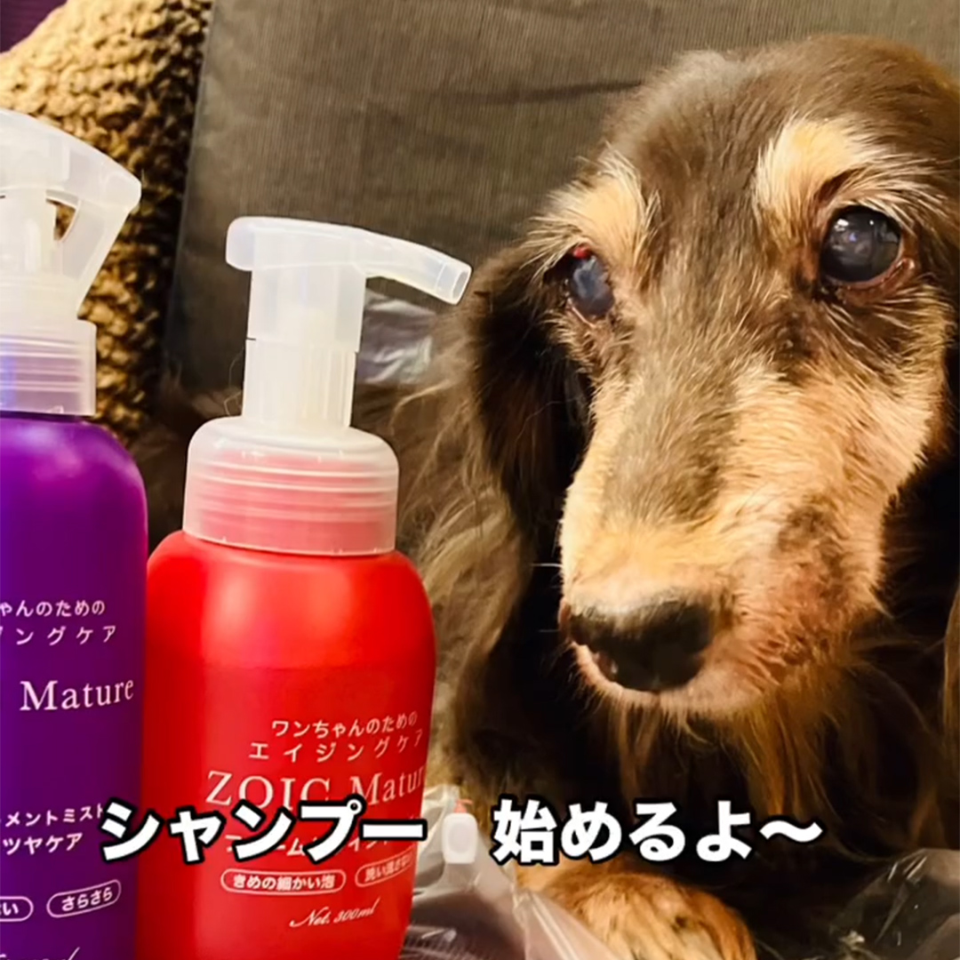 ゾイック マチュア アンバサダー ボイス