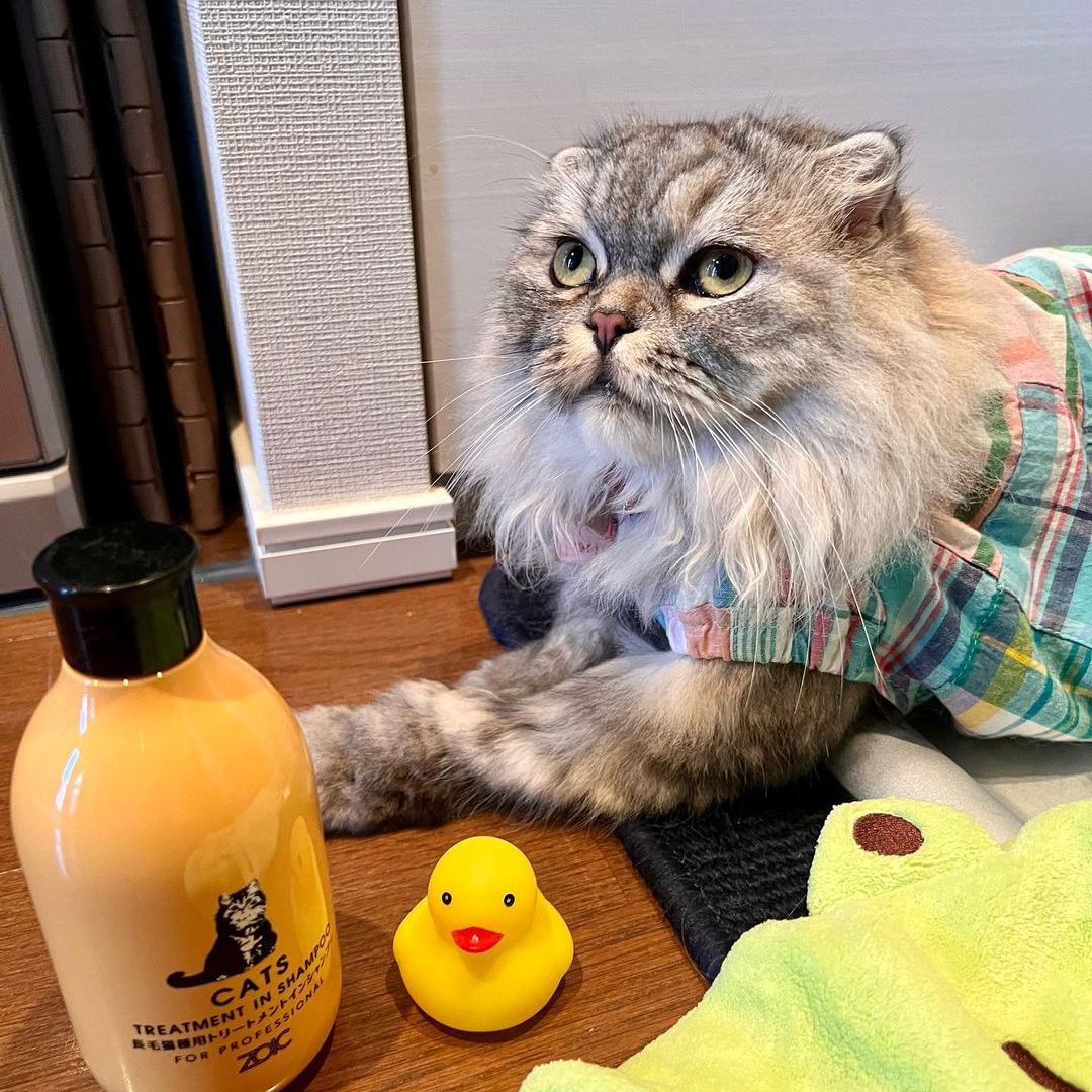キャッツ アンバサダー ボイス