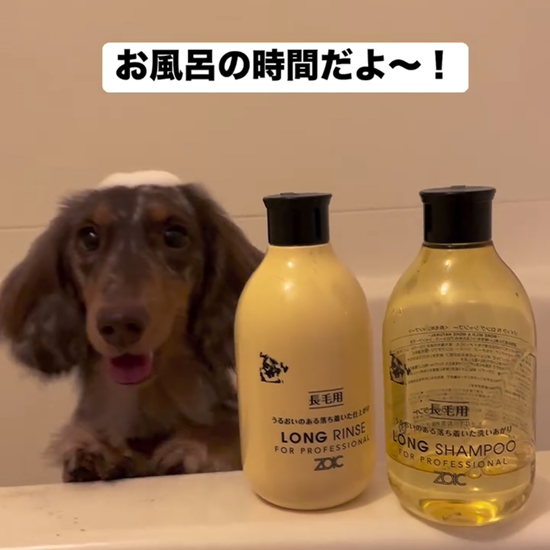 ゾイック N アンバサダー ボイス