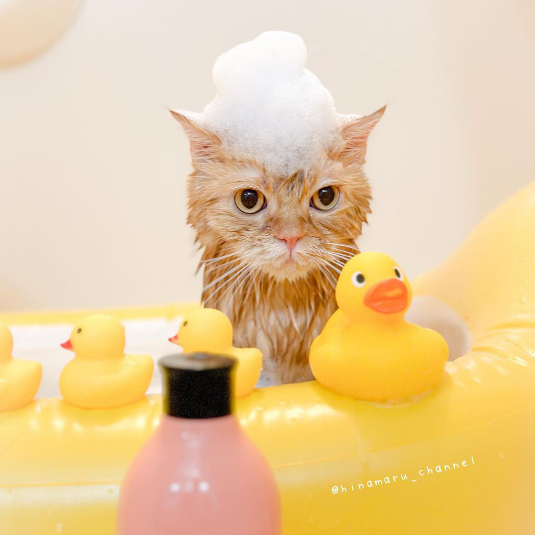 キャッツ アンバサダー ボイス