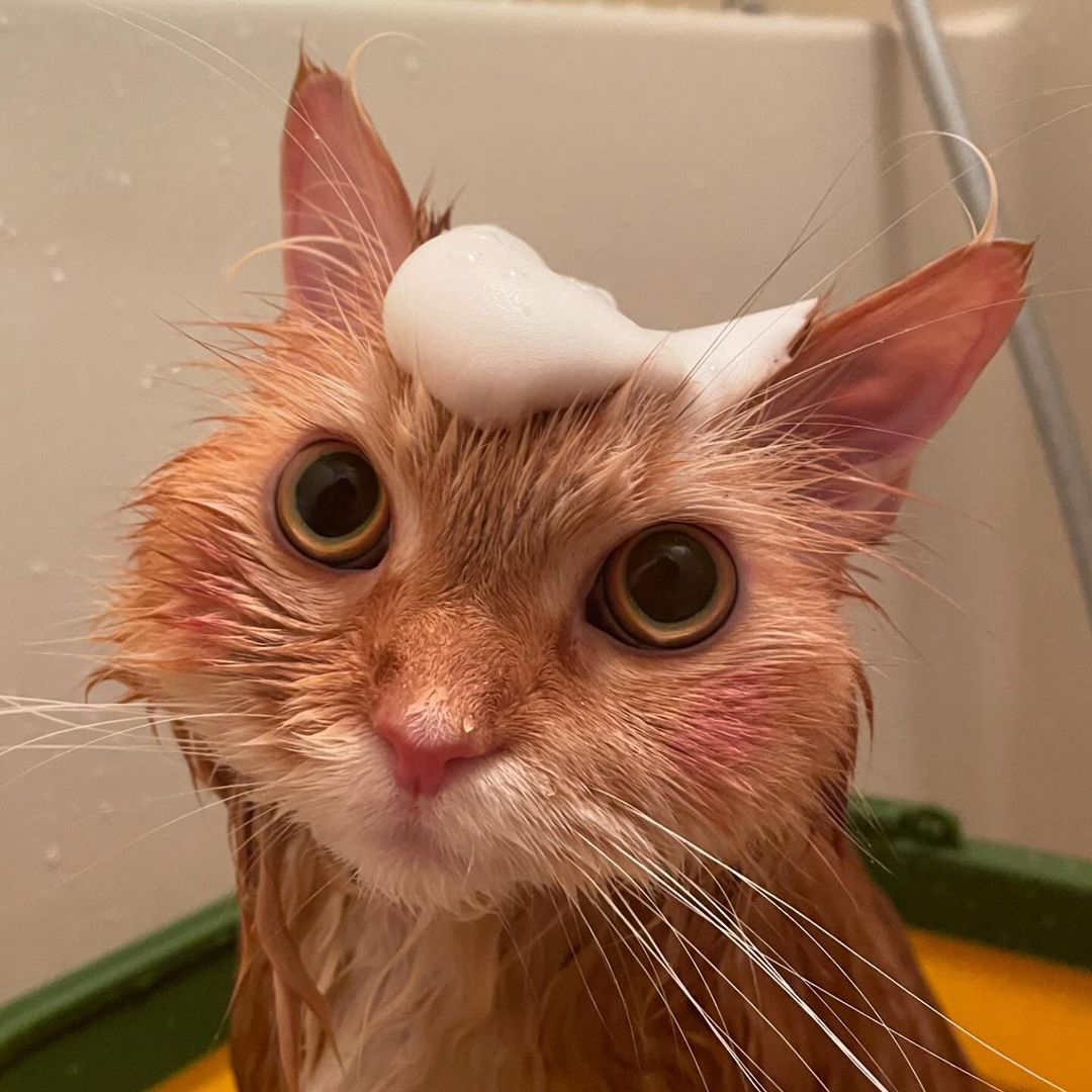キャッツ アンバサダー ボイス