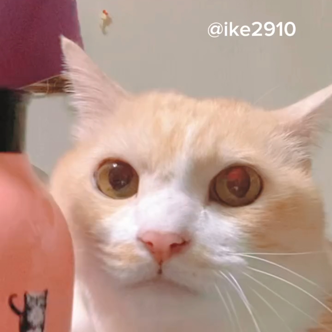 キャッツ アンバサダー ボイス