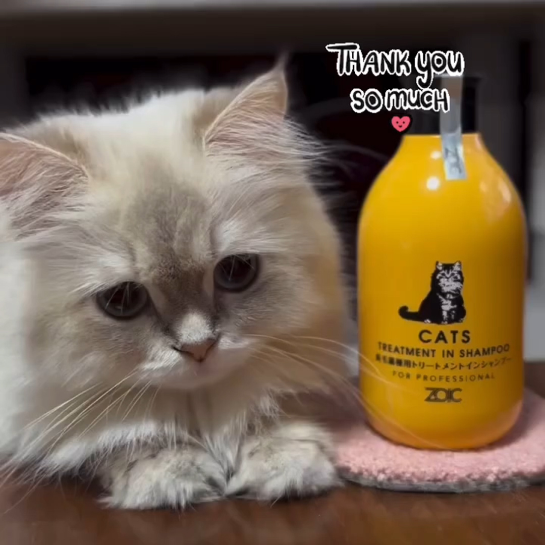 キャッツ アンバサダー ボイス