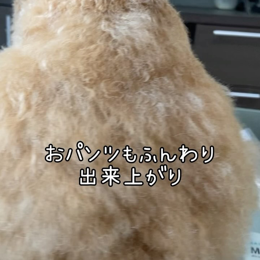 ゾイック スキモ アンバサダー ボイス