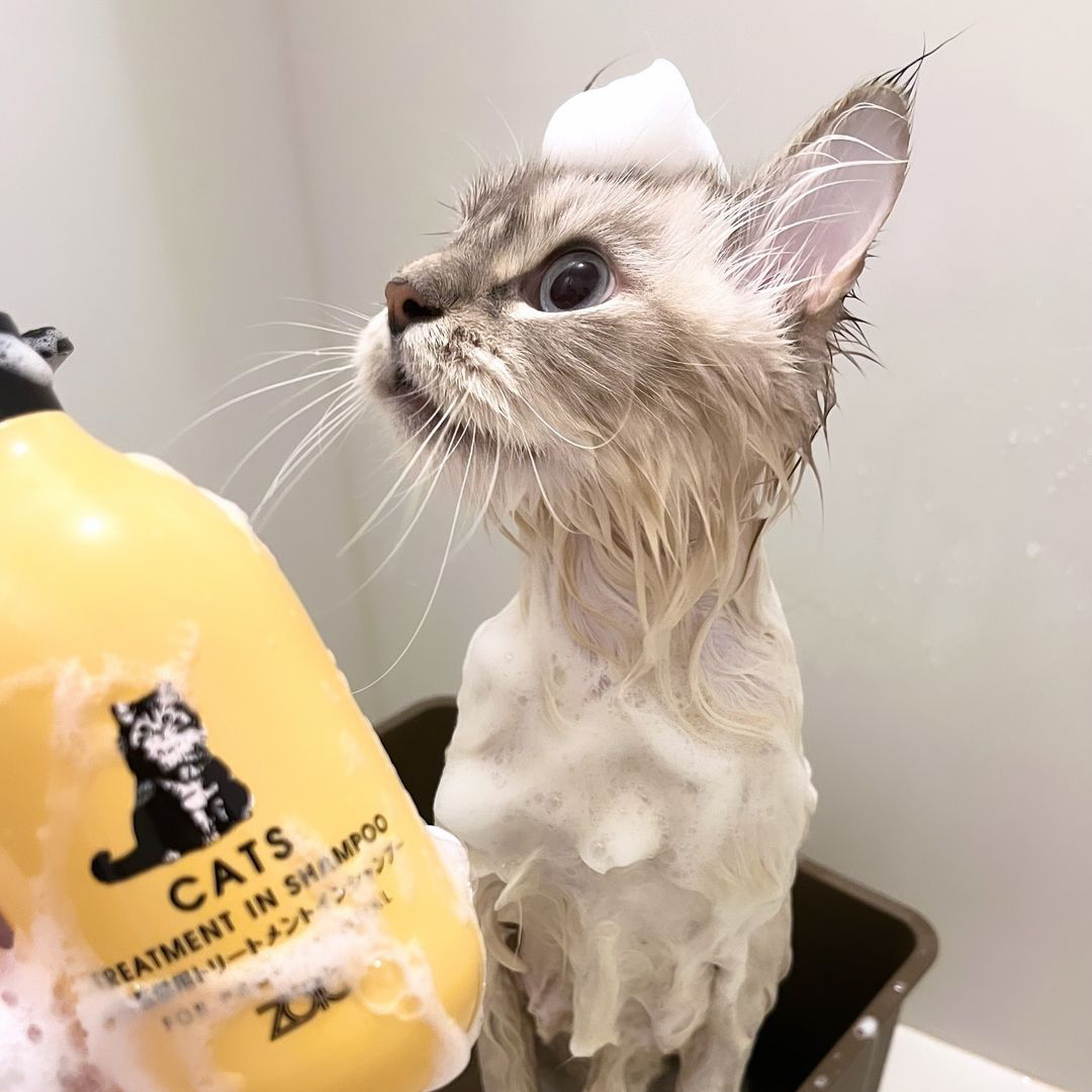 キャッツ アンバサダー ボイス