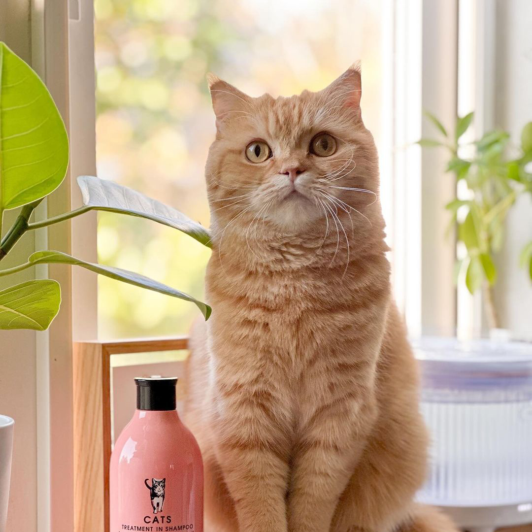 キャッツ アンバサダー ボイス
