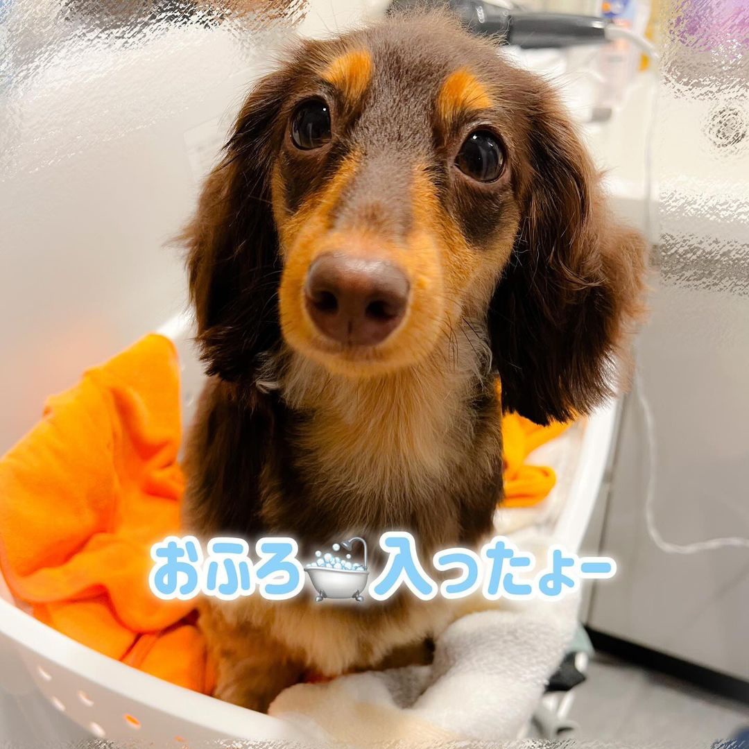 ゾイック スキモ アンバサダー ボイス