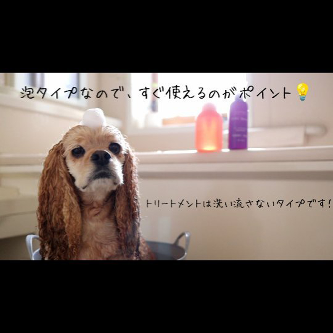 ゾイック マチュア アンバサダー ボイス