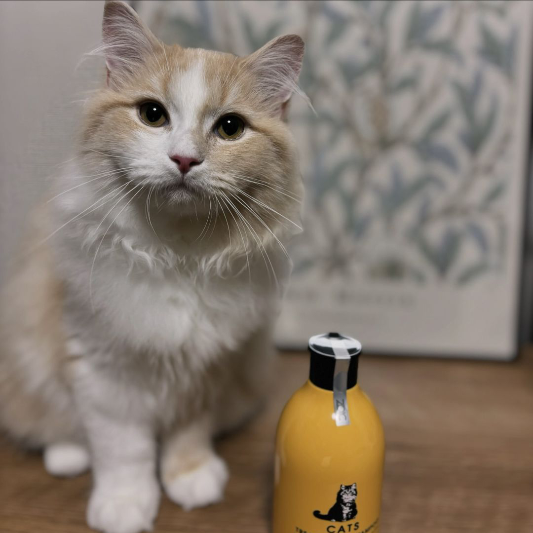 キャッツ アンバサダー ボイス