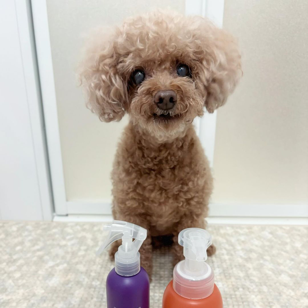 ゾイック マチュア アンバサダー ボイス