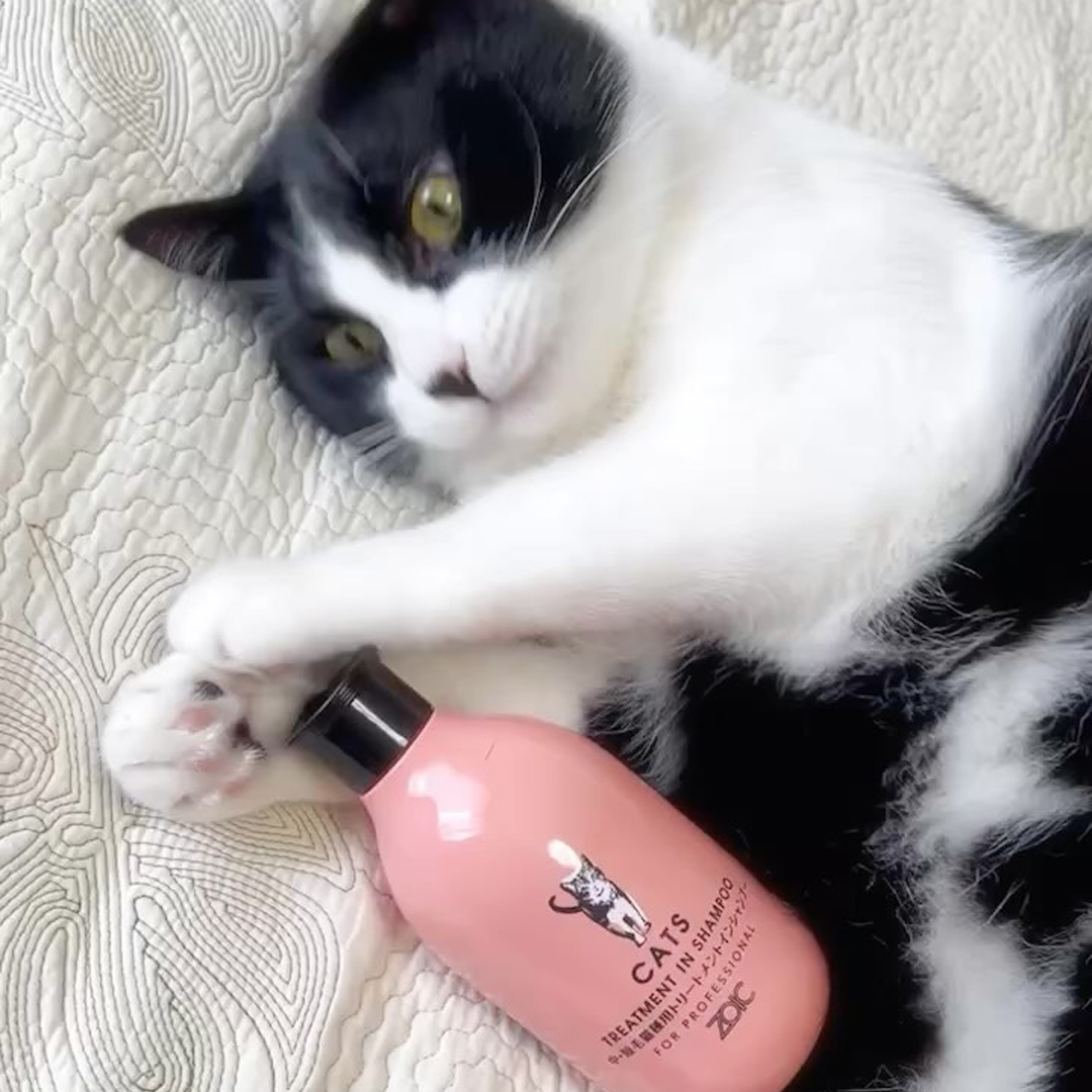 キャッツ アンバサダー ボイス