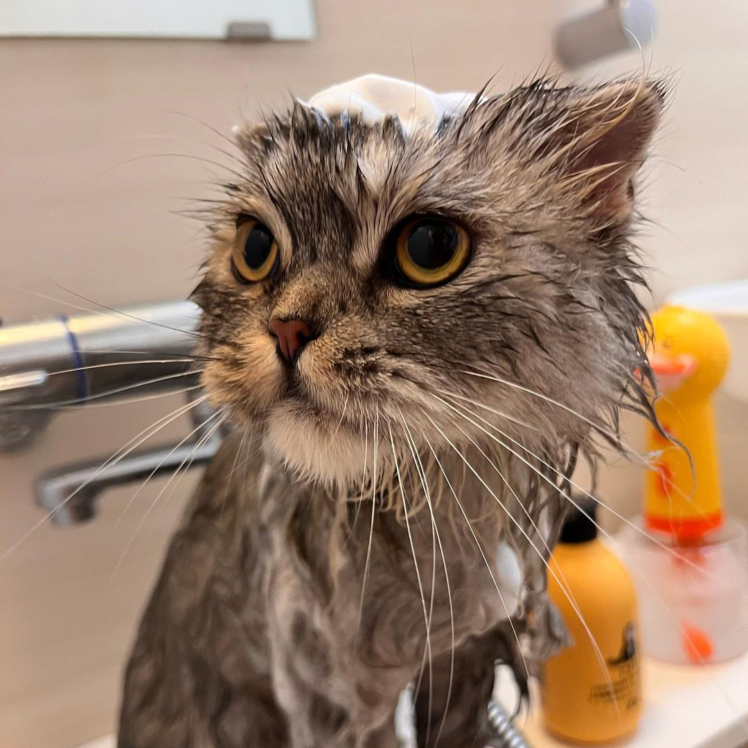 キャッツ アンバサダー ボイス