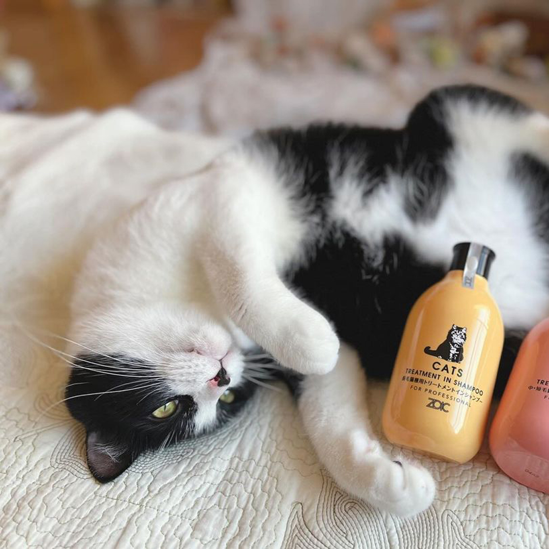 キャッツ アンバサダー ボイス